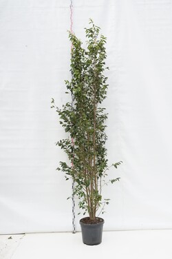 Sycoparrotia semidecidua (Lot Sycoparrotia semidecidua) C30 250-300 CM