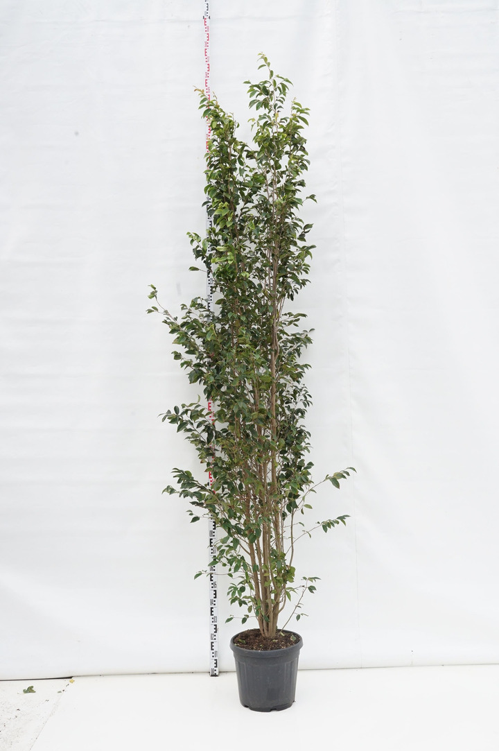 Sycoparrotia semidecidua (Lot Sycoparrotia semidecidua) C30 250-300 CM
