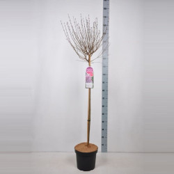 Alyva (Lot Syringa) 'Sugar Plum Fairy' C7,5 STIEBAS 70 CM - nuotrauka 1