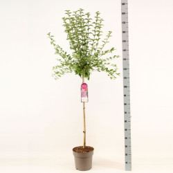 Alyva (Lot Syringa) 'Sugar Plum Fairy' C7,5 STIEBAS 70 CM - nuotrauka 2