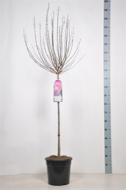 Alyva (Lot Syringa) 'Sugar Plum Fairy' C10 STIEBAS 90 CM - nuotrauka 2