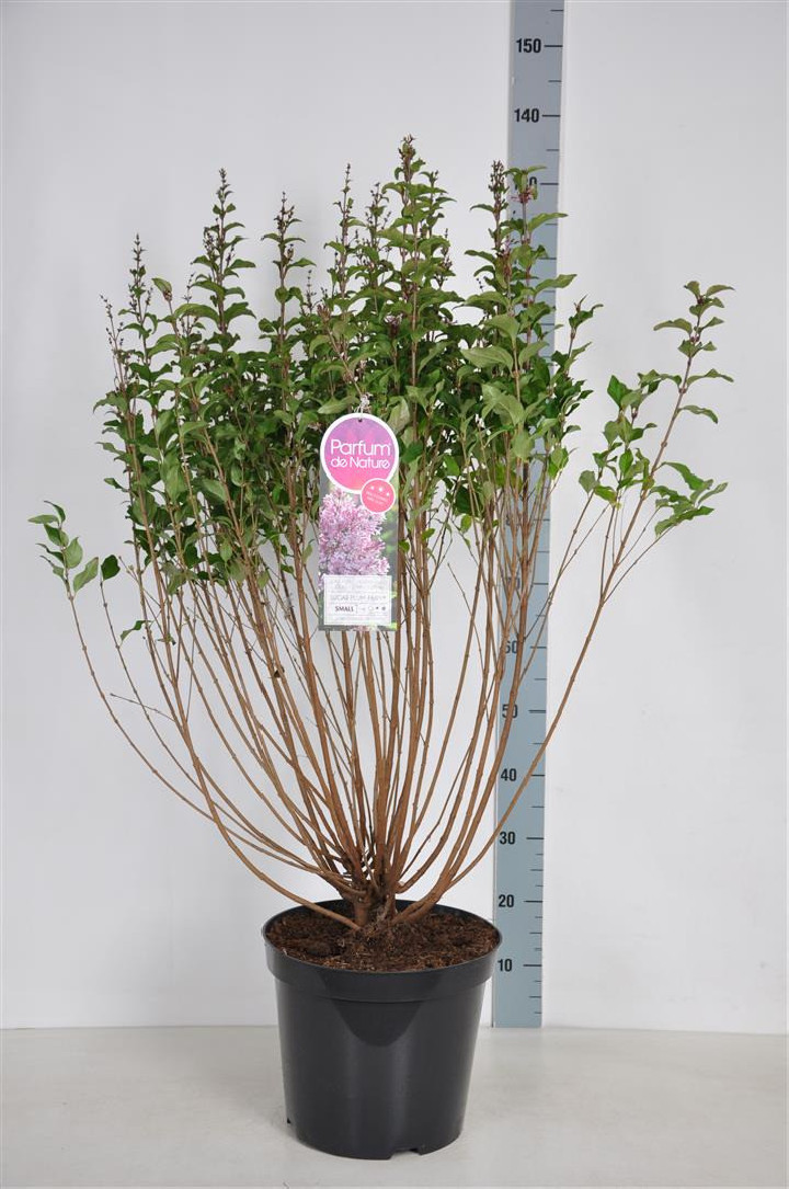 Alyva (Lot Syringa) 'Sugar Plum Fairy' C15 70-100 CM