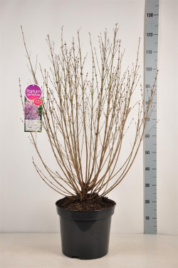 Alyva (Lot Syringa) 'Sugar Plum Fairy' C15 70-100 CM - nuotrauka 2