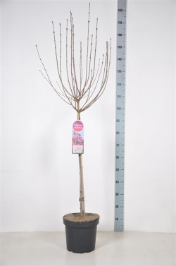 Alyva (Lot Syringa) 'Tinkerbelle' C7,5 STIEBAS 70 CM - nuotrauka 2