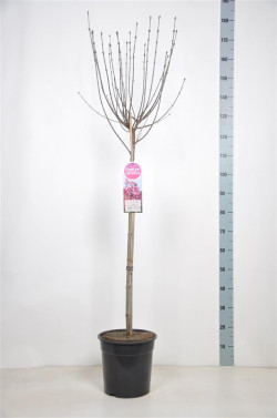 Alyva (Lot Syringa) 'Tinkerbelle' C10 STIEBAS 90 CM - nuotrauka 2