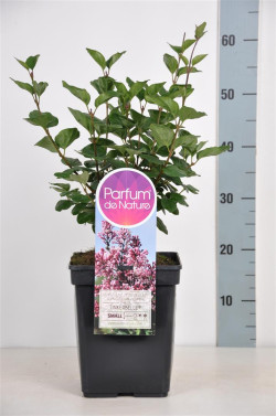 Alyva (Lot Syringa) 'Tinkerbelle' C5/P23 30-50 CM (PDN) - nuotrauka 1