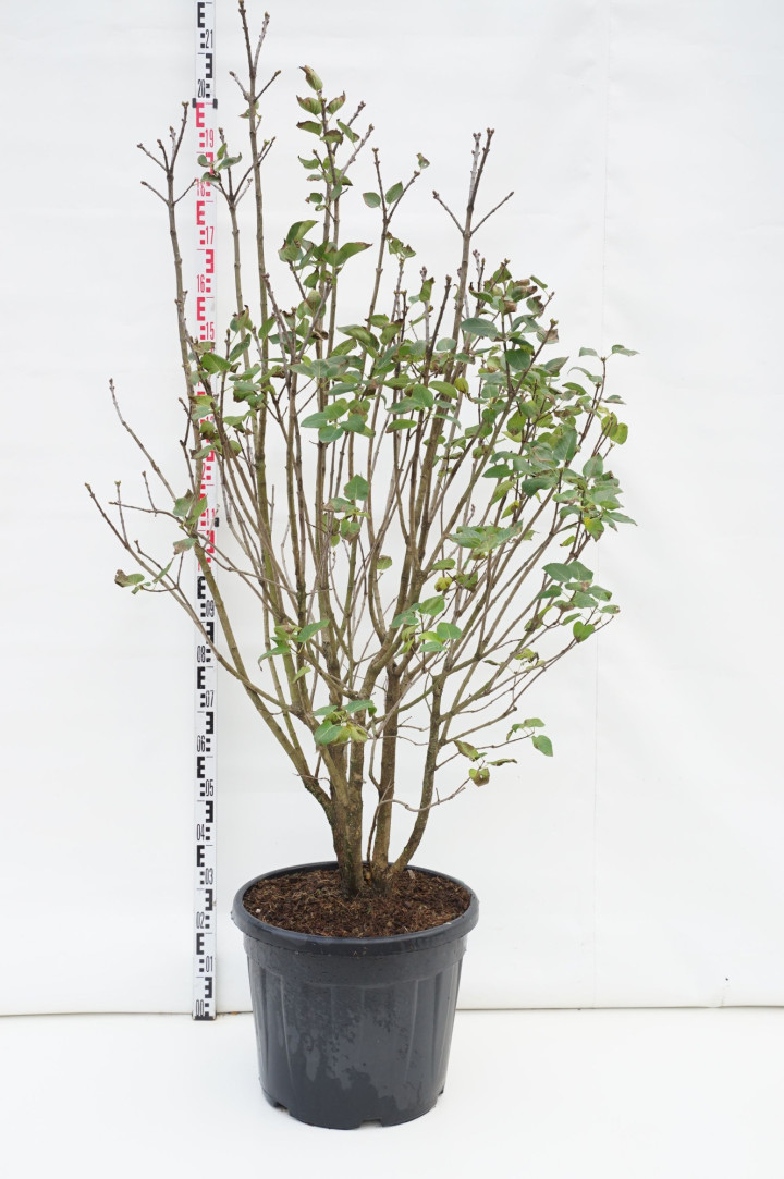 Alyva paprastoji (Lot Syringa v.) 'And. an Ludwig Spath' C55 150-175CM EXTRA