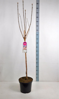 Alyva paprastoji (Lot Syringa v.) 'Beauty of Moscow' C12 STIEBAS 90 CM