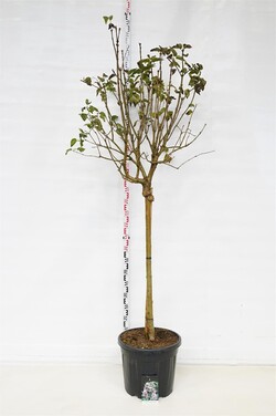 Alyva paprastoji (Lot Syringa v.) 'Beauty of Moscow' C55 STIEBAS 120 CM - nuotrauka 1