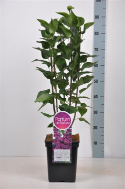 Alyva paprastoji (Lot Syringa v.) 'Charles Joly' C5/P23 50-70 CM (PDN) - nuotrauka 1