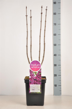 Alyva paprastoji (Lot Syringa v.) 'Charles Joly' C5/P23 50-70 CM (PDN) - nuotrauka 2