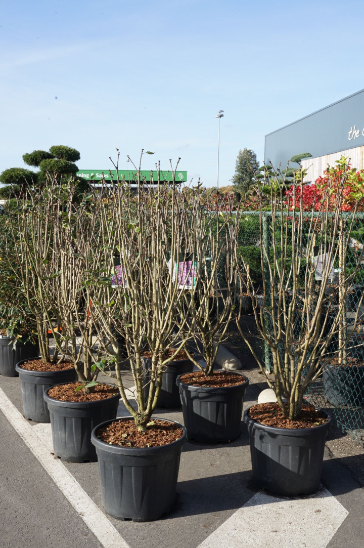 Alyva paprastoji (Lot Syringa v.) 'Charles Joly' C55 125-150CM EXTRA