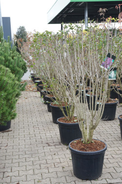 Alyva paprastoji (Lot Syringa v.) 'Charles Joly' C55 150-175CM EXTRA