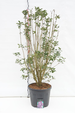 Alyva paprastoji (Lot Syringa v.) 'Charles Joly' C55 175-200CM EXTRA