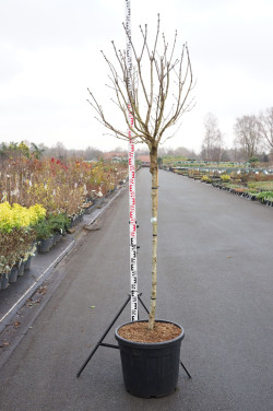 Alyva paprastoji (Lot Syringa v.) 'Charles Joly' C55 STIEBAS 120 CM - nuotrauka 1
