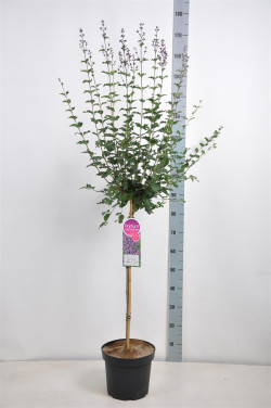 Alyva paprastoji (Lot Syringa v.) 'Dark Purple' C7,5 STIEBAS 70 CM - nuotrauka 1