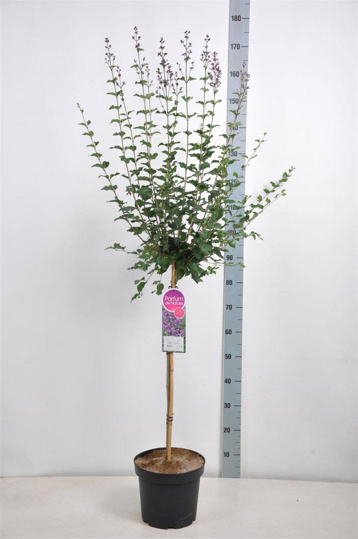 Alyva paprastoji (Lot Syringa v.) 'Dark Purple' C7,5 STIEBAS 70 CM