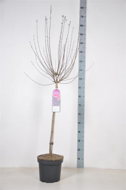 Alyva paprastoji (Lot Syringa v.) 'Dark Purple' C7,5 STIEBAS 70 CM - nuotrauka 2