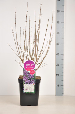 Alyva paprastoji (Lot Syringa v.) 'Dark Purple' C5/P23 40-60 CM (PDN) - nuotrauka 2