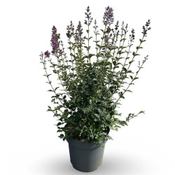 Alyva paprastoji (Lot Syringa v.) 'Dark Purple' C12 60-80 CM