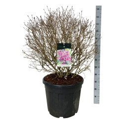Alyva paprastoji (Lot Syringa v.) 'Dark Purple' 60-80 CM BALL C55 EXTRA