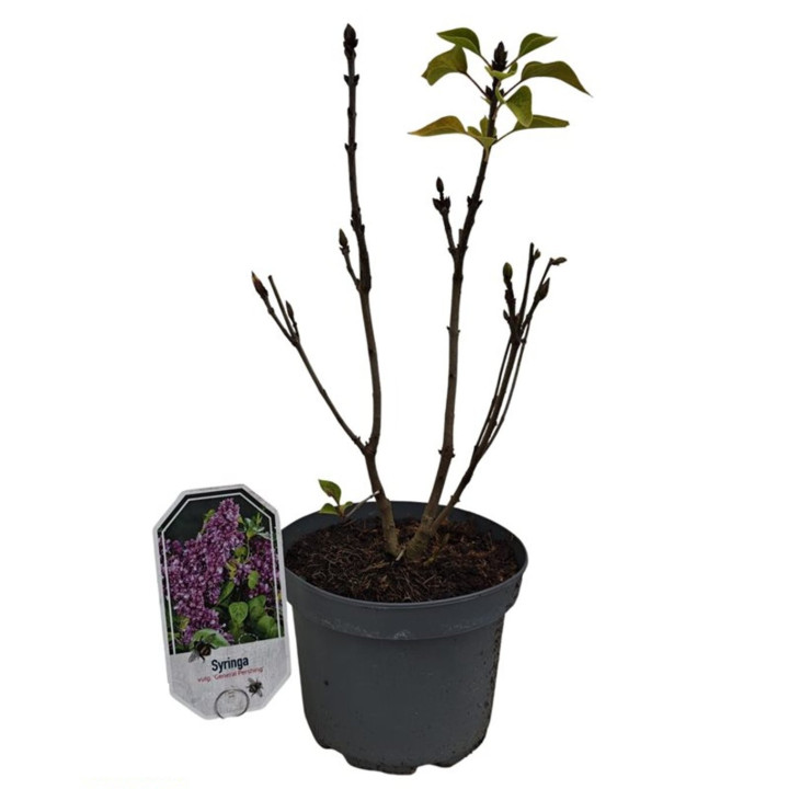 Alyva paprastoji (Lot Syringa v.) 'General Pershing' C3/P19 30-40 CM
