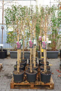 Gauruotoji alyva MIX (Lot Syringa vulgaris) MIX CC 3x10 'Charles Joly', 'Mme Lemoine', 'And an Ludwih Spath' (C10 STIEBAS 90 CM 