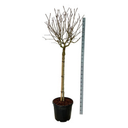 Alyva paprastoji (Lot Syringa v.) 'Katherine Havemeyer' C55 STIEBAS 120 CM EXTRA