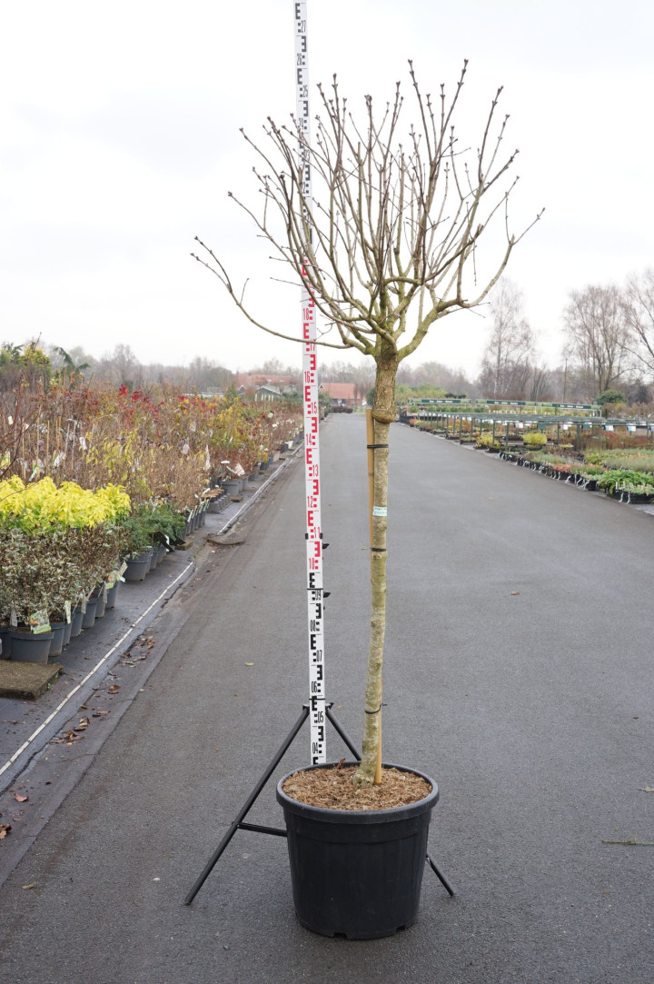 Alyva paprastoji (Lot Syringa v.) 'Katherine Havemeyer' C55 STIEBAS 120 CM