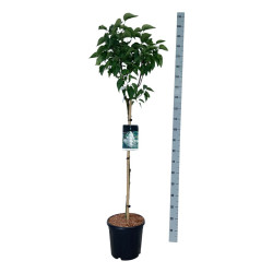 Alyva paprastoji (Lot Syringa v.) 'Mme Lemoine' C15 STIEBAS 90 CM
