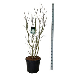 Alyva paprastoji (Lot Syringa v.) 'Mme Lemoine' C55 150-175CM EXTRA
