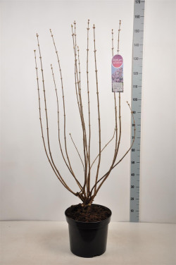 Alyva paprastoji (Lot Syringa v.) 'Lavendel Lady' C15 90-120 CM