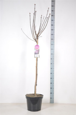 Alyva paprastoji (Lot Syringa v.) 'Michel Buchner' C12 STIEBAS 90 CM - nuotrauka 2