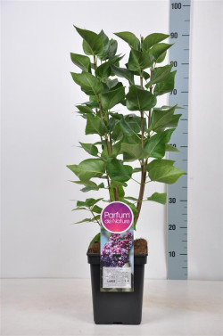 Alyva paprastoji (Lot Syringa v.) 'Michel Buchner' C5/P23 50-70 CM (PDN) - nuotrauka 1