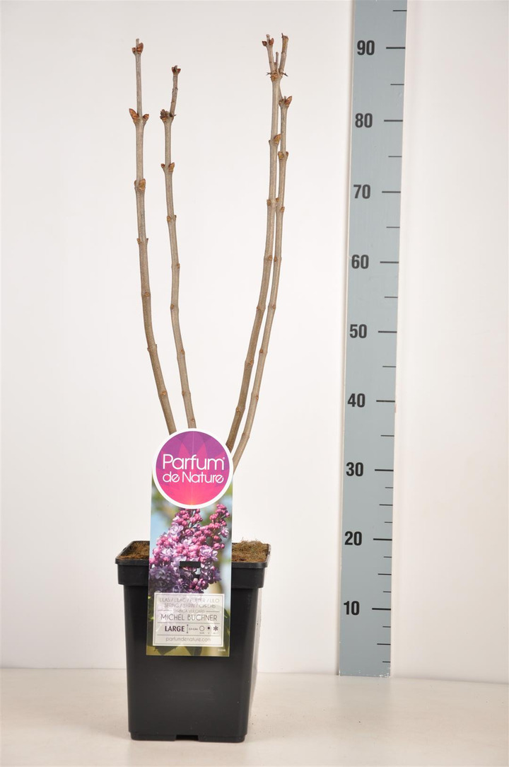 Alyva paprastoji (Lot Syringa v.) 'Michel Buchner' C5/P23 50-70 CM (PDN)