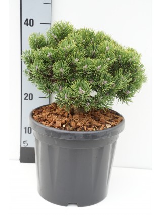 Kalninė Pušis (Lot Pinus Mugo) 'Sherwood Compact' C6.