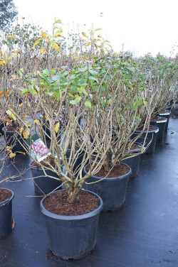 Alyva paprastoji (Lot Syringa v.) 'Michel Buchner' C55 100-125CM EXTRA - nuotrauka 2