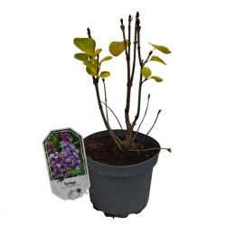 Alyva paprastoji (Lot Syringa v.) 'Michel Buchner' C3/P19 30-40 CM