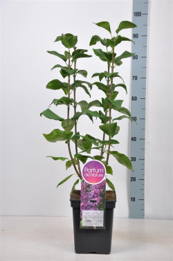Alyva paprastoji (Lot Syringa v.) 'Ruhm von Horstenstein' C5/P23 50-70 CM (PDN) - nuotrauka 1