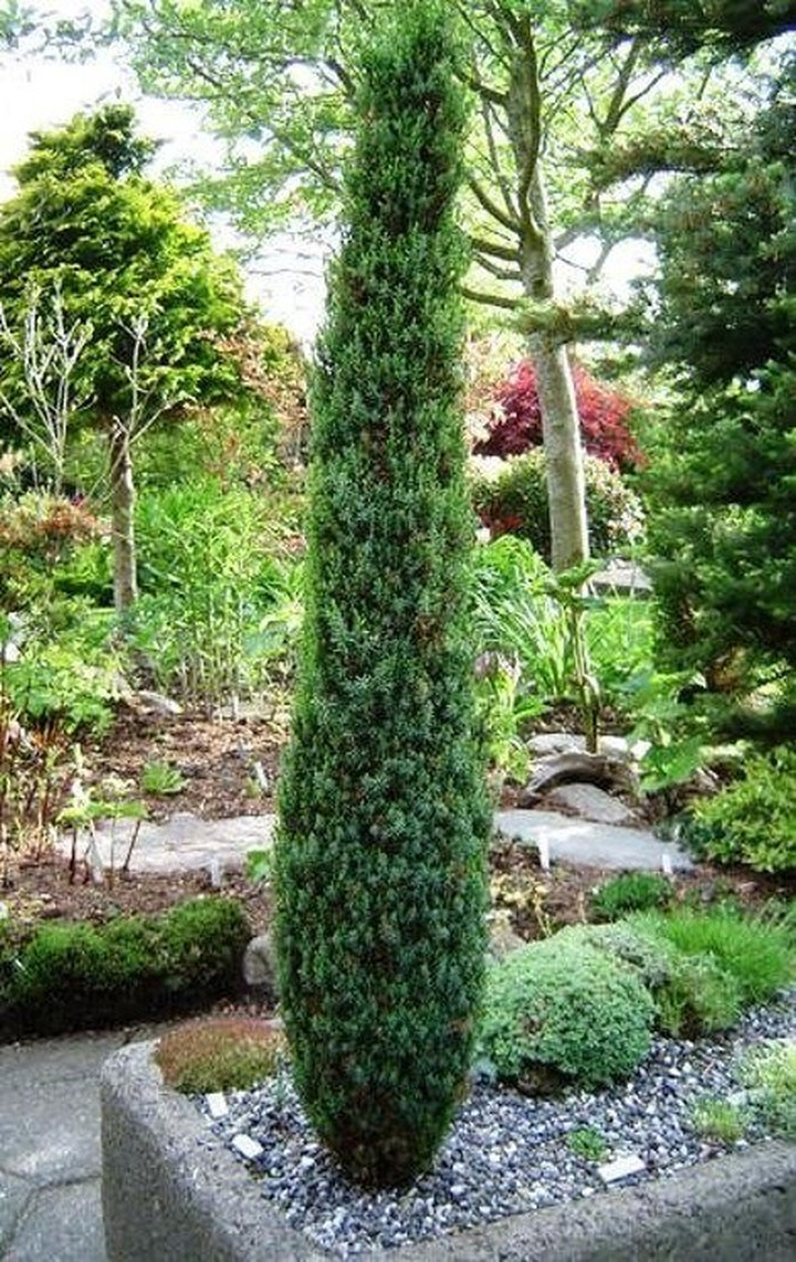 Kadagys Paprastasis (Lot Juniperus Communis) 'ARNOLD' C3 50-60CM-KADAGIAI-SPYGLIUOČIAI