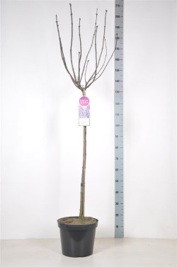 Alyva paprastoji (Lot Syringa v.) 'Sensation' C12 STIEBAS 90 CM
