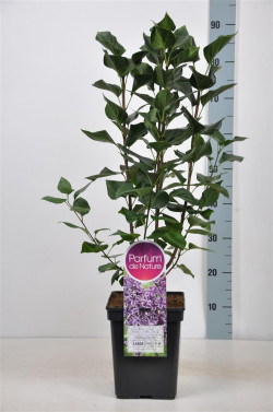 Alyva paprastoji (Lot Syringa v.) 'Sensation' C5/P23 50-70 CM (PDN) - nuotrauka 1