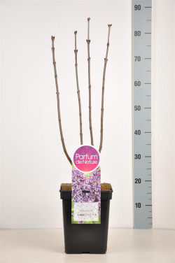 Alyva paprastoji (Lot Syringa v.) 'Sensation' C5/P23 50-70 CM (PDN) - nuotrauka 2