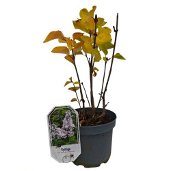 Alyva paprastoji (Lot Syringa v.) 'Schone von Moskau' C3/P19 30-40 CM