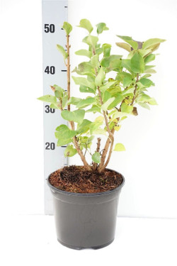 Gauruotoji alyva MIX (Lot Syringa vulgaris) C3/P19 30-40 CM