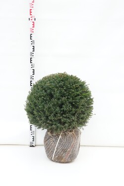 Kukmedis europinis (Lot Taxus baccata) 45-50 CM BAL RB EXTRA