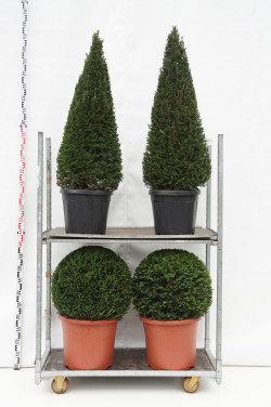 Kukmedis europinis (Lot Taxus baccata) MIX CC 7