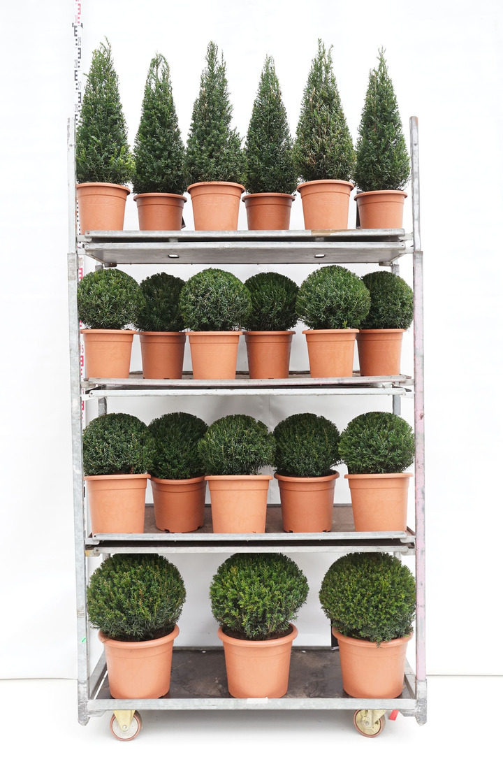Kukmedis europinis (Lot Taxus baccata) MIX CC 2 15x Ball 25-30 CM + 10x Ball 30-35 CM + 7x Ball 40-45 CM + 17x Pyramid 50+ CM