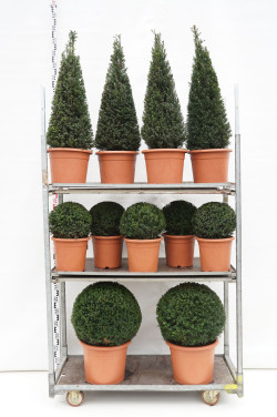 Kukmedis europinis (Lot Taxus baccata) MIX CC 3 10x Ball 30-35 CM + 4x Ball 50-55 CM + 8x Pyramid 80-90 CM