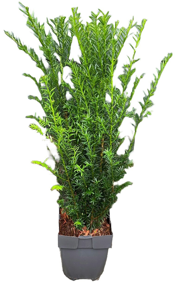 Kukmedis europinis (Lot Taxus baccata) C2/P17 40-50 CM
